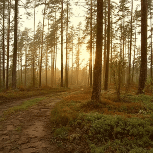 Nov/Dec Rewilding Topicality Starter​